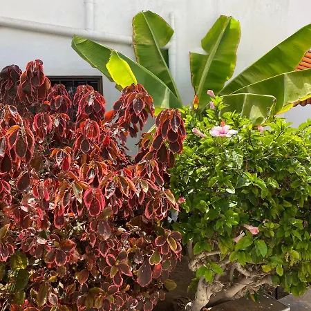 Luxury Bungalow «Perla Del Mar» Apartment Costa Adeje (Tenerife)